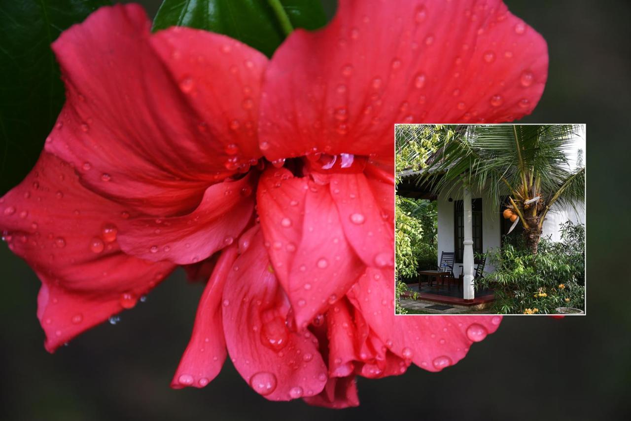 Bay Hill Guest House Tangalle Dış mekan fotoğraf